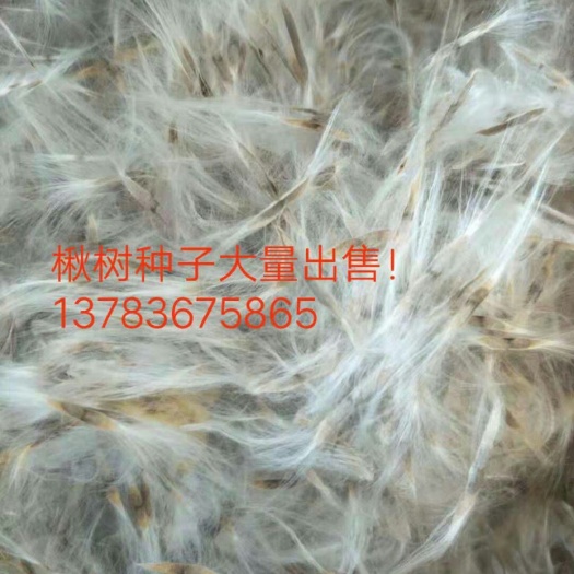  大量出售楸树种子，质量保证，欢迎咨询订购！