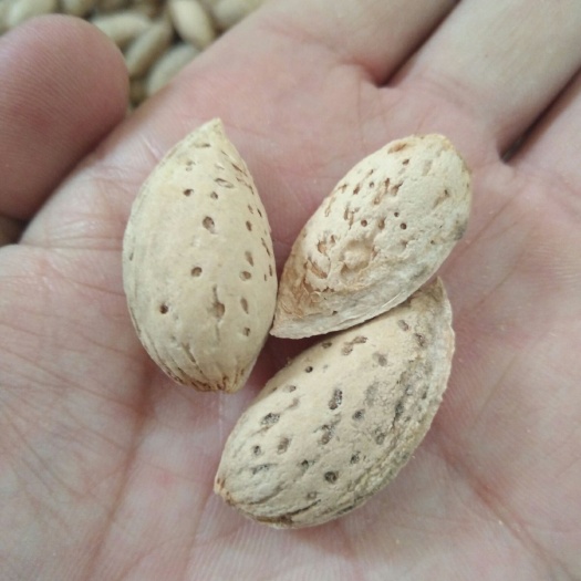 莎车县 巴旦木（白珍珠），新疆巴旦木，一手货源产地直发