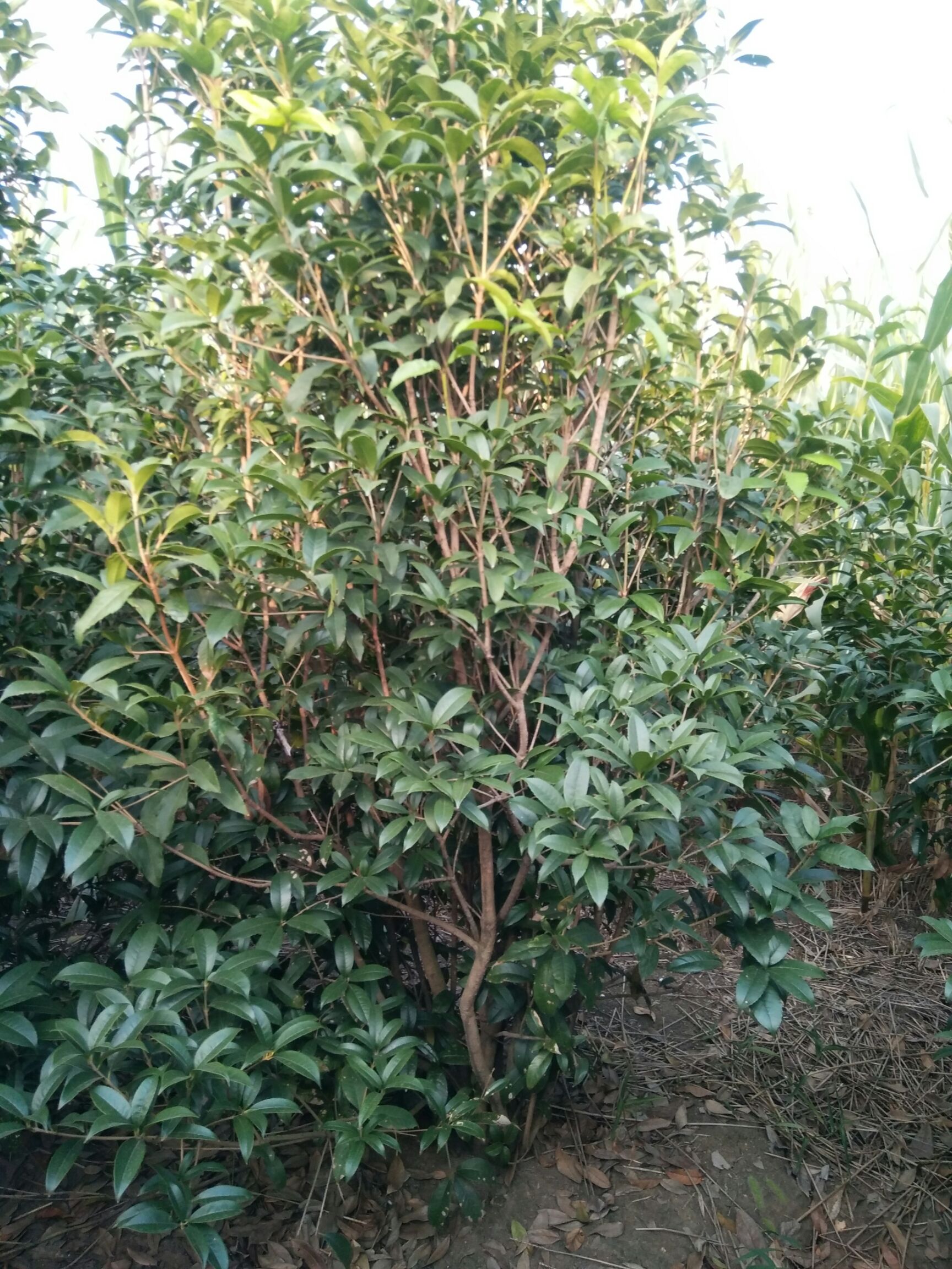 普通桂花树 丛生桂花