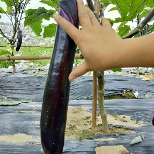 聊城紫长茄 紫红长茄  广茄  货源稳定  代发全国