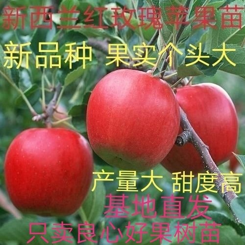 平邑县 红玫瑰苹果树苗【热荐】改良新品种果实个头大甜度保湿发货