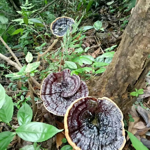 英德市黑灵芝