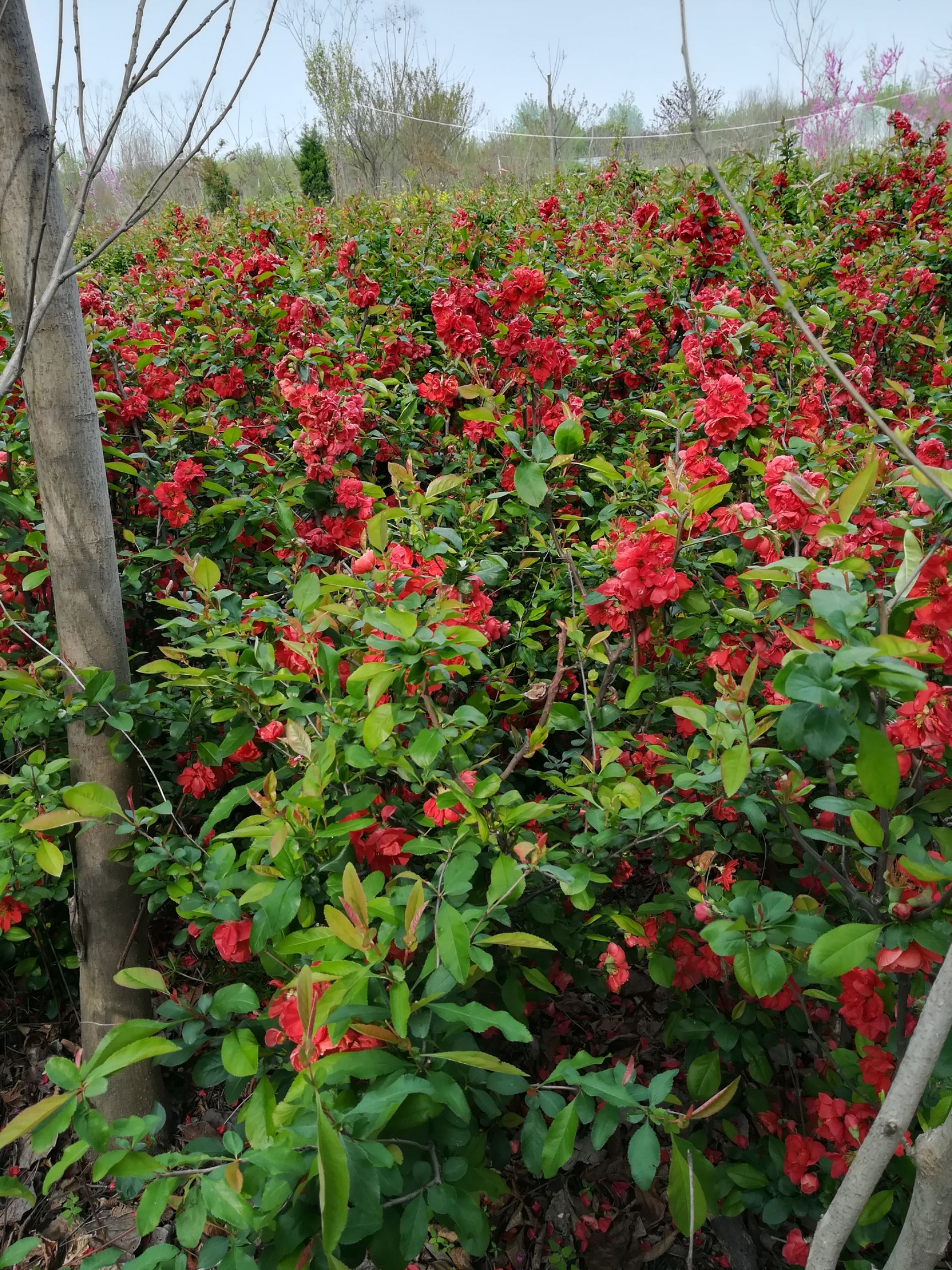 贴梗海棠