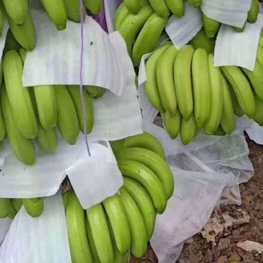 南宁香蕉大量上市