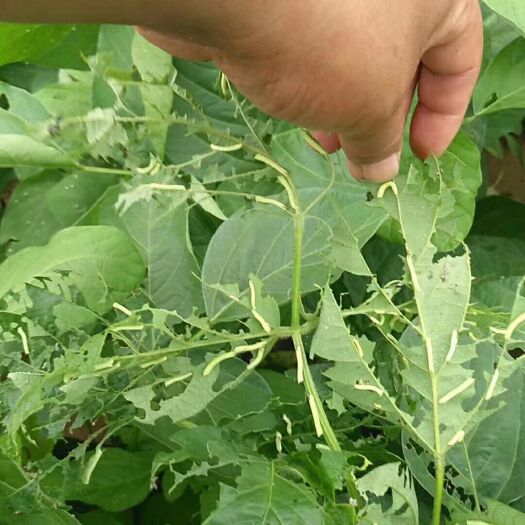 漯河 河南省漯河市大量豆虫现货