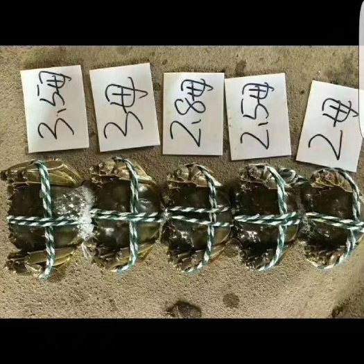 兴化市 兴化大闸蟹 自产自销 规格硬，黄多肉满，只只精选，霸王蟹