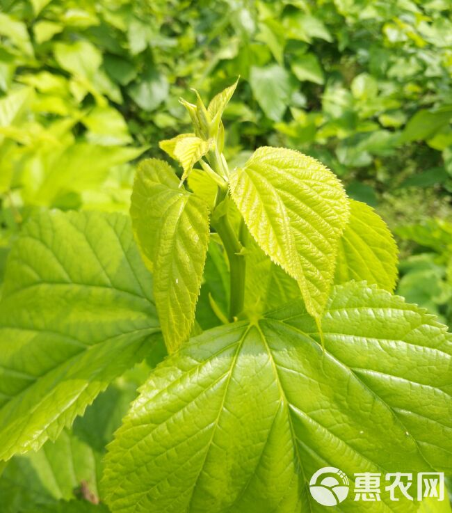 桑芽茶 大量供应桑芽菜新鲜桑芽现摘过水真空发货