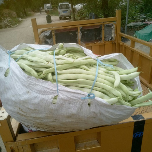 凌海市 各种豆角大全