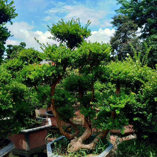 漳州赤楠盆栽 赤楠盆景，