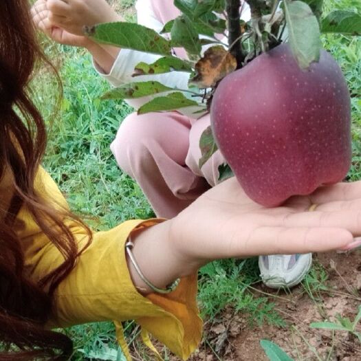 天水 花牛苹果清脆可口，味美香甜