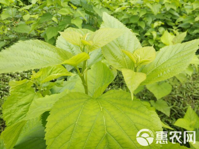 桑芽茶 大量供应桑芽菜新鲜桑芽现摘过水真空发货