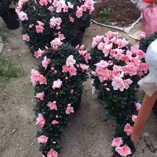 漳平市 精品悬崖游龙杜鹃花带花苞产地直销批发