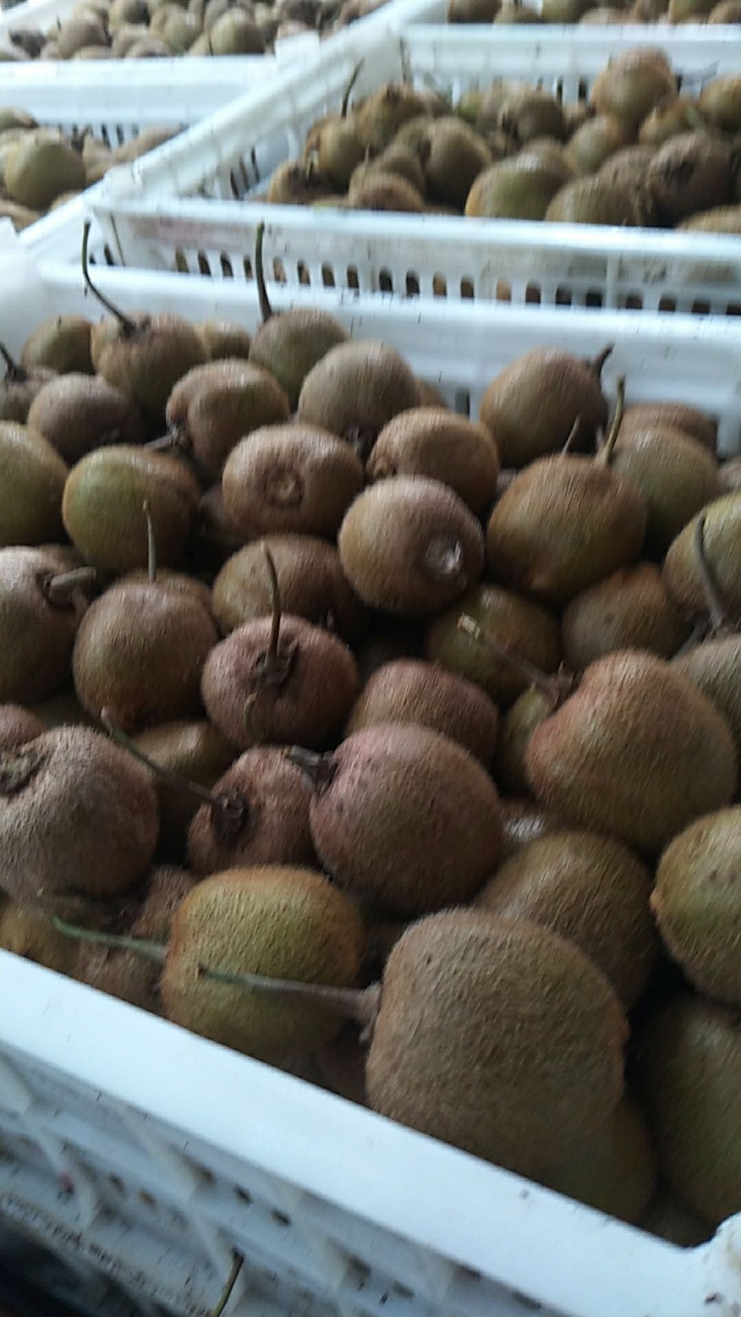 徐香猕猴桃 一年就一次，长期提供徐香小桃。