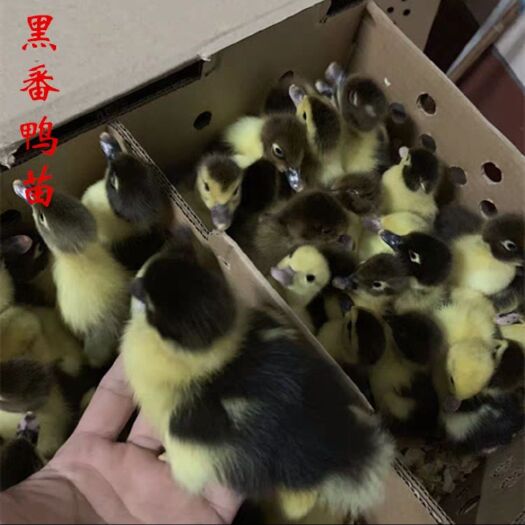 嘉祥县 黑番鸭苗