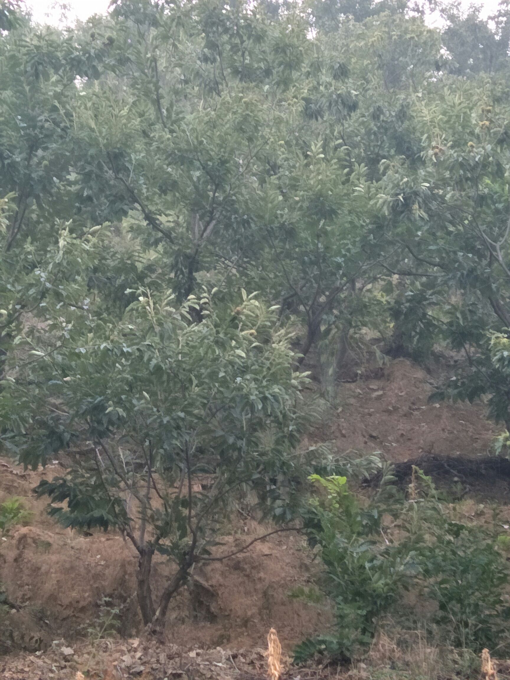  正宗燕山板栗313品种