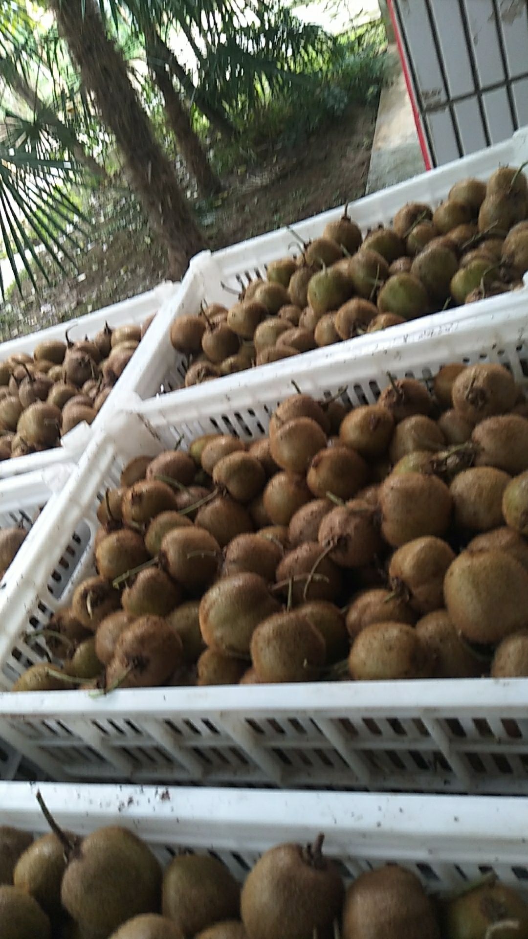 徐香猕猴桃 一年就一次，长期提供徐香小桃。