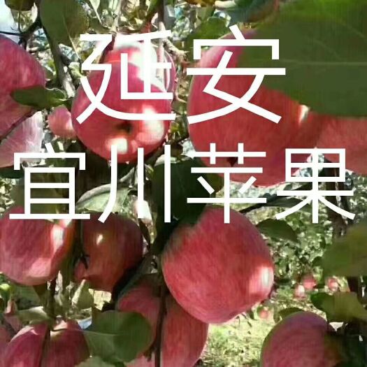 宜川县 延安圣地绿色有机苹果含糖大于15％酸甜可口
