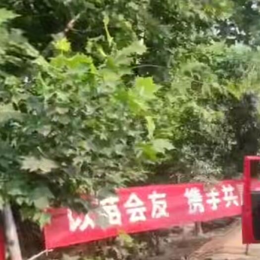 武陟县苹果树苗 果树苗