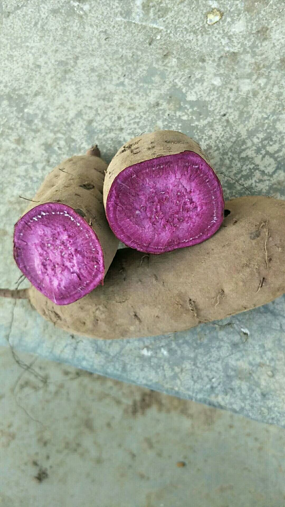 徐紫薯8号 混装通货