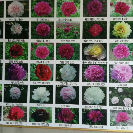 菏泽 三年以上精品观赏牡丹