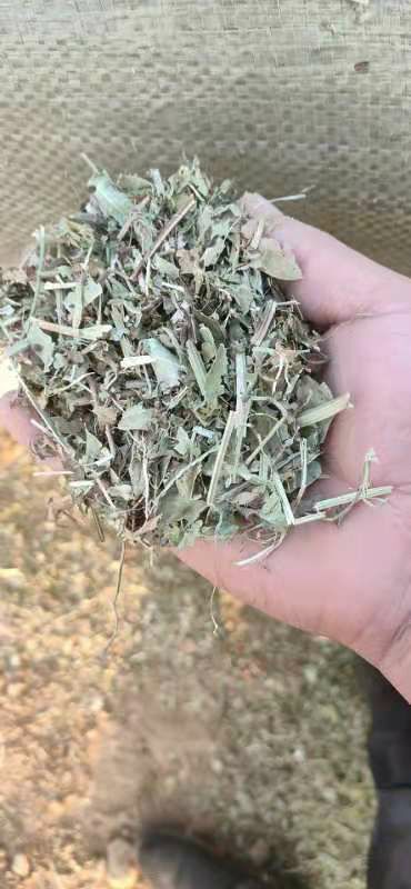正阳县花生秧