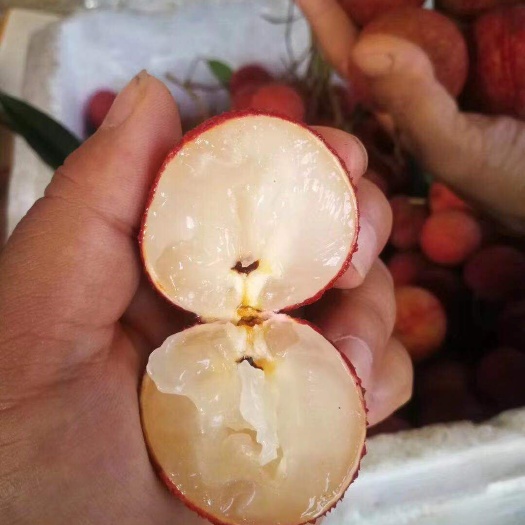 灵山县无核荔枝苗 嫁接苗 澄迈A4无核荔枝苗