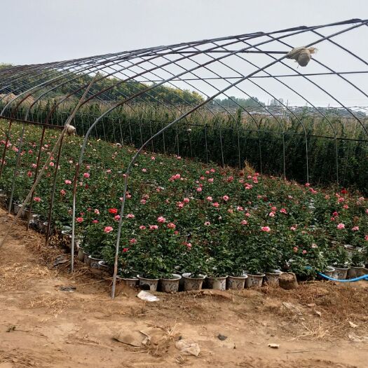 南阳月季苗 盆栽月季，裸根苗月季，南阳瑞丰月季基地直供