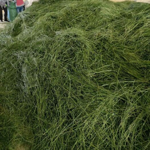 岷县青绿饲料  龙猫 荷兰猪 牛 羊 马 兔子爱吃的一种绿色健康