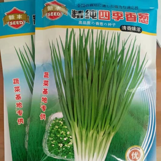 济南小香葱种子 日本四季小香葱