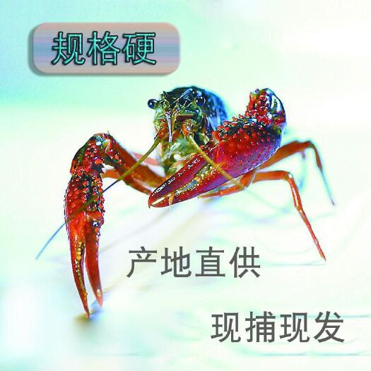 汉川市湖北清水龙虾 小龙虾 青壳 红壳 中青 中红 清水虾