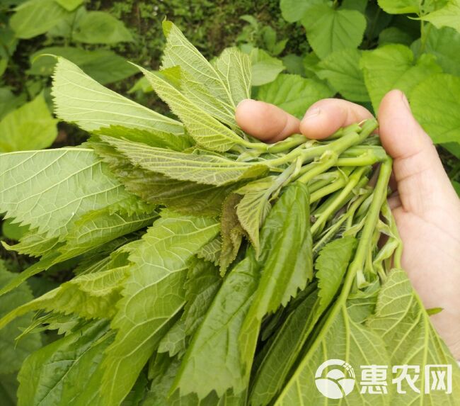 桑芽茶 大量供应桑芽菜新鲜桑芽现摘过水真空发货