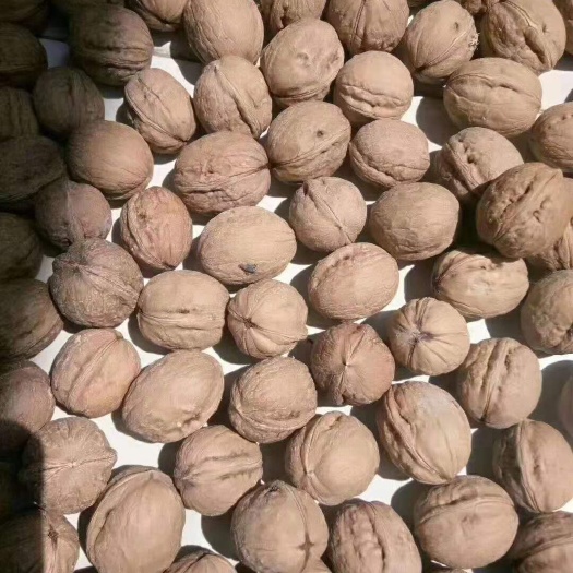 邹平市 自家种核桃薄皮