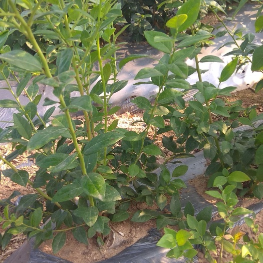 莒南县 基地直销莱格西蓝莓苗，欢迎新老客户实地看货