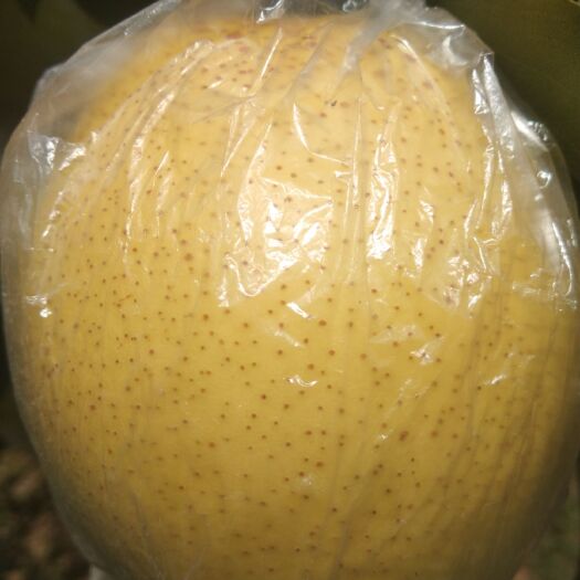 景县雪花梨 老树结果，脆甜多汁个头匀称卖相还好