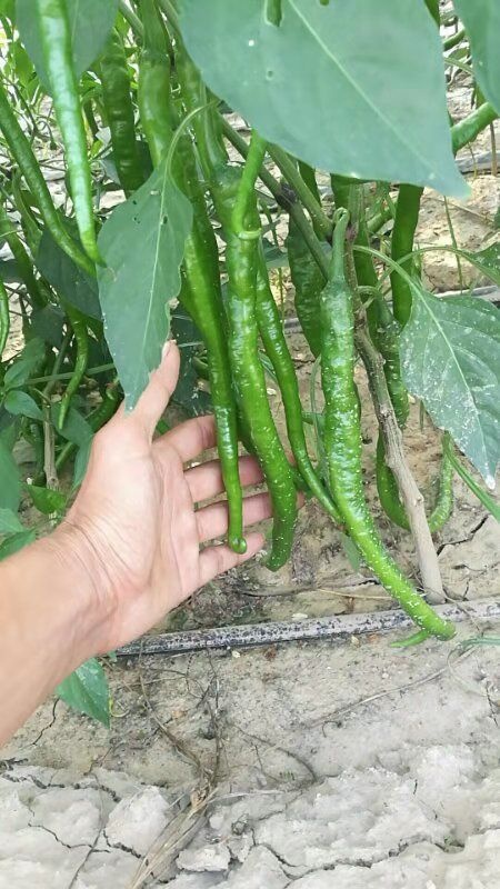 大荔县自家线椒！大量上市，欢迎来订购！
