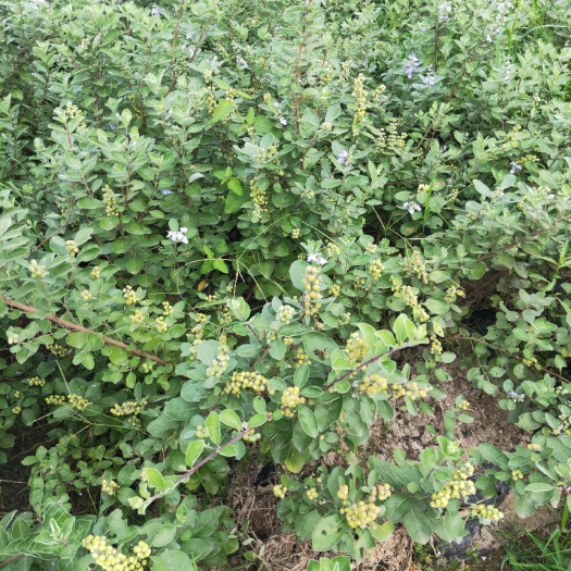 弋阳县蔓荆子苗  江西单叶蔓荆挂果苗(单叶正品.量大从优)
