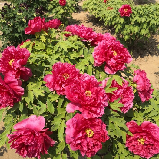 菏泽 杂色牡丹大量出售