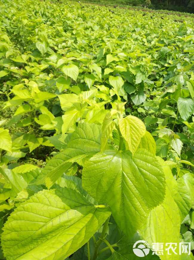 桑芽茶 大量供应桑芽菜新鲜桑芽现摘过水真空发货