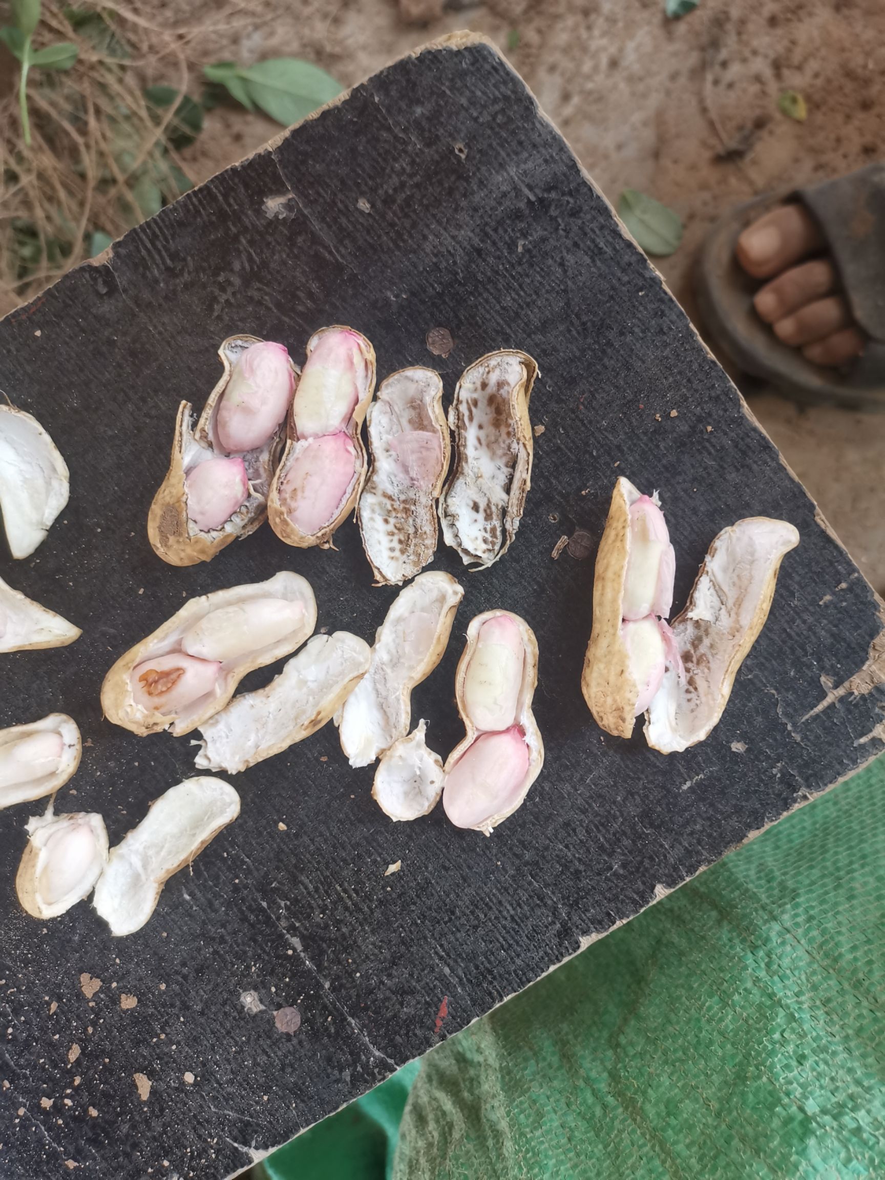  大量花生下来了