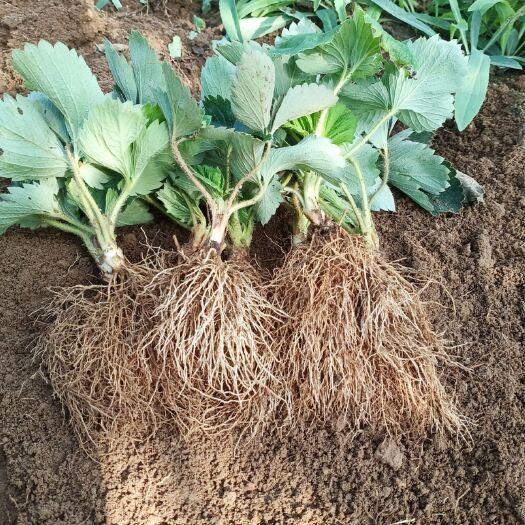 奶油草莓苗 10公分以下 地栽苗