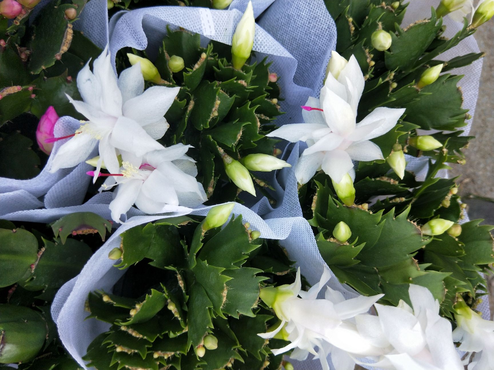 蟹爪兰盆栽 蟹爪莲 多色蟹爪兰 观花植物 家庭园艺