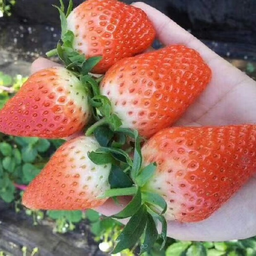 泰安达塞草莓苗  凤岐草莓基地批发达赛草莓苗适合南北方露天种植根系发达成活率