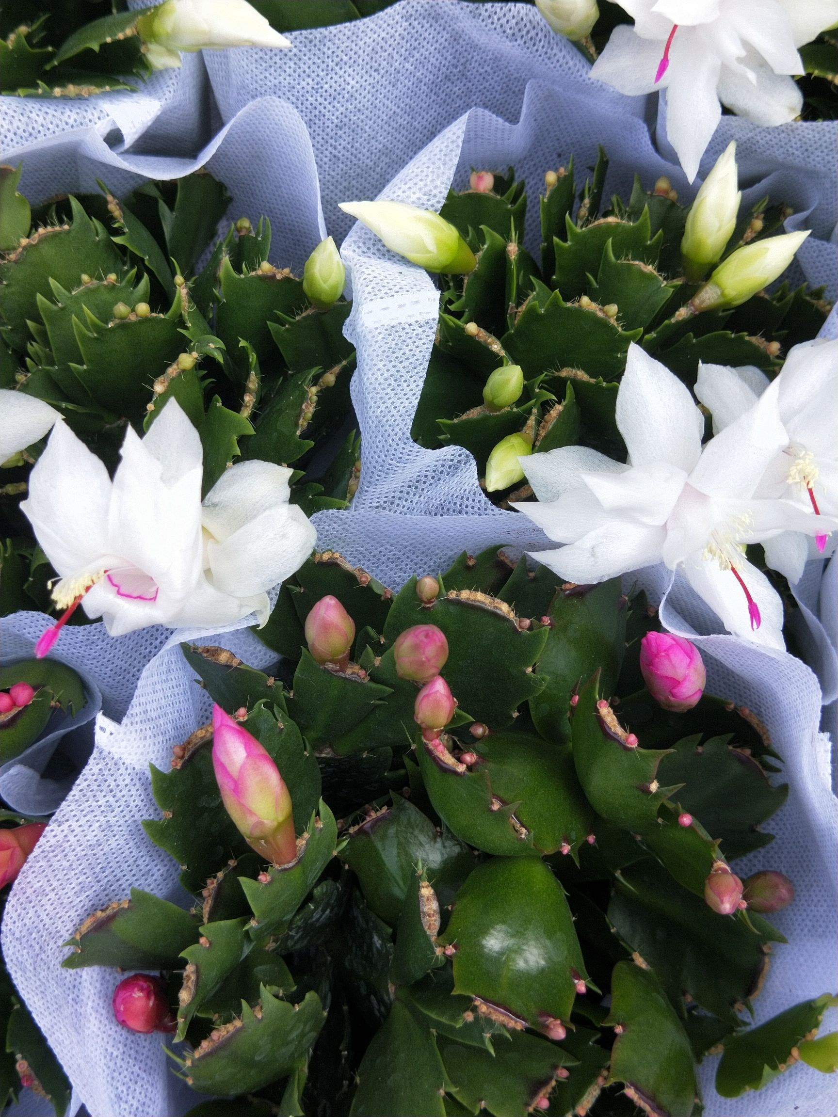 蟹爪兰盆栽 蟹爪莲 多色蟹爪兰 观花植物 家庭园艺