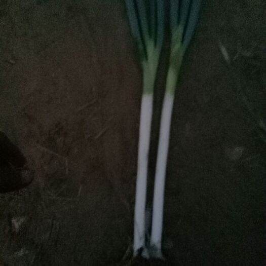 邢台 河北万亩种植大葱基地，成立专业合作社，产地直销
