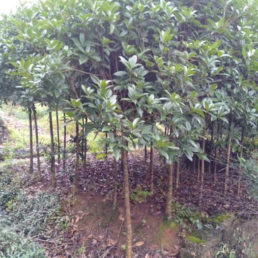 长沙县黄金桂花树 我们以最真城的服务为崇旨，做到信誊第一，