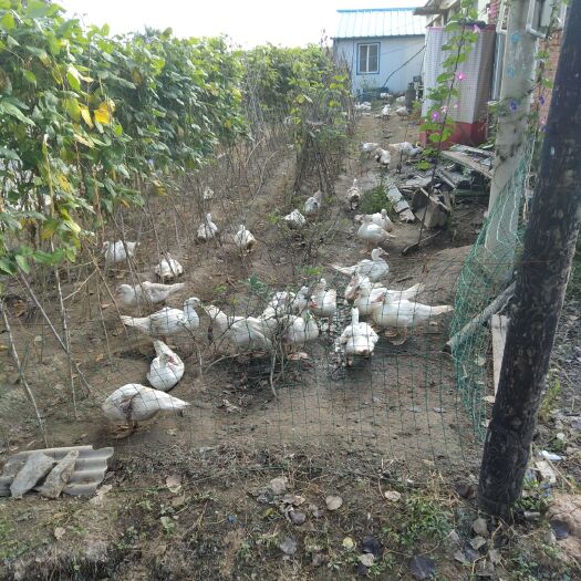 永吉县 飞鸭