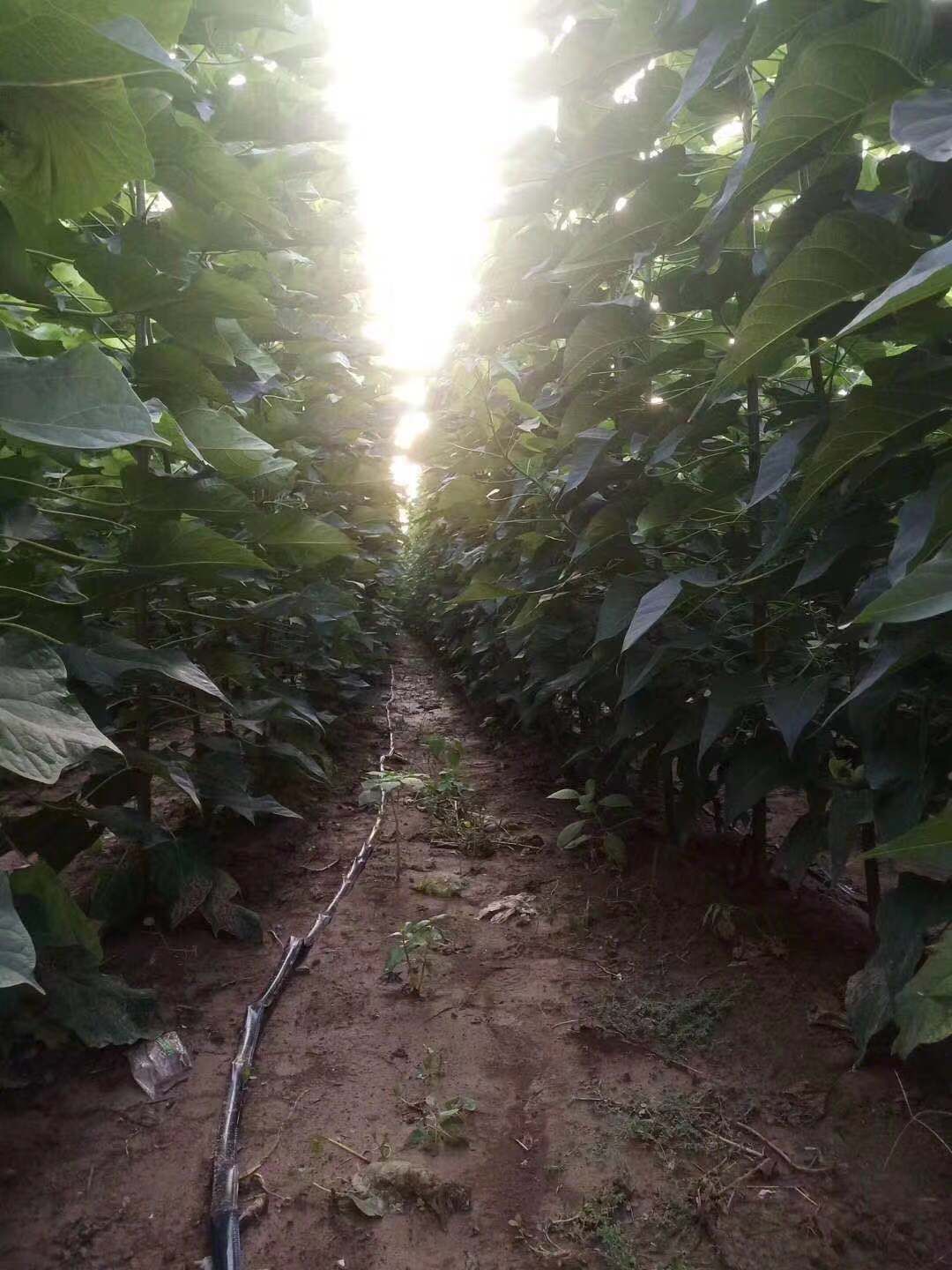  1-30公分精品楸树，楸树种子，预售当年根苗，量大从优！