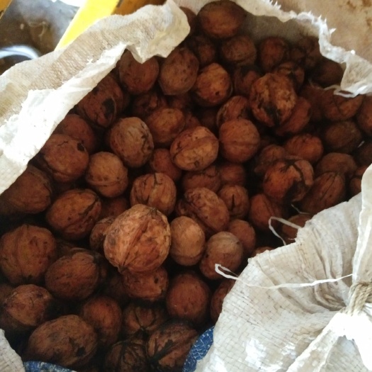 盐源县老树核桃 26~30mm 去皮 箱装