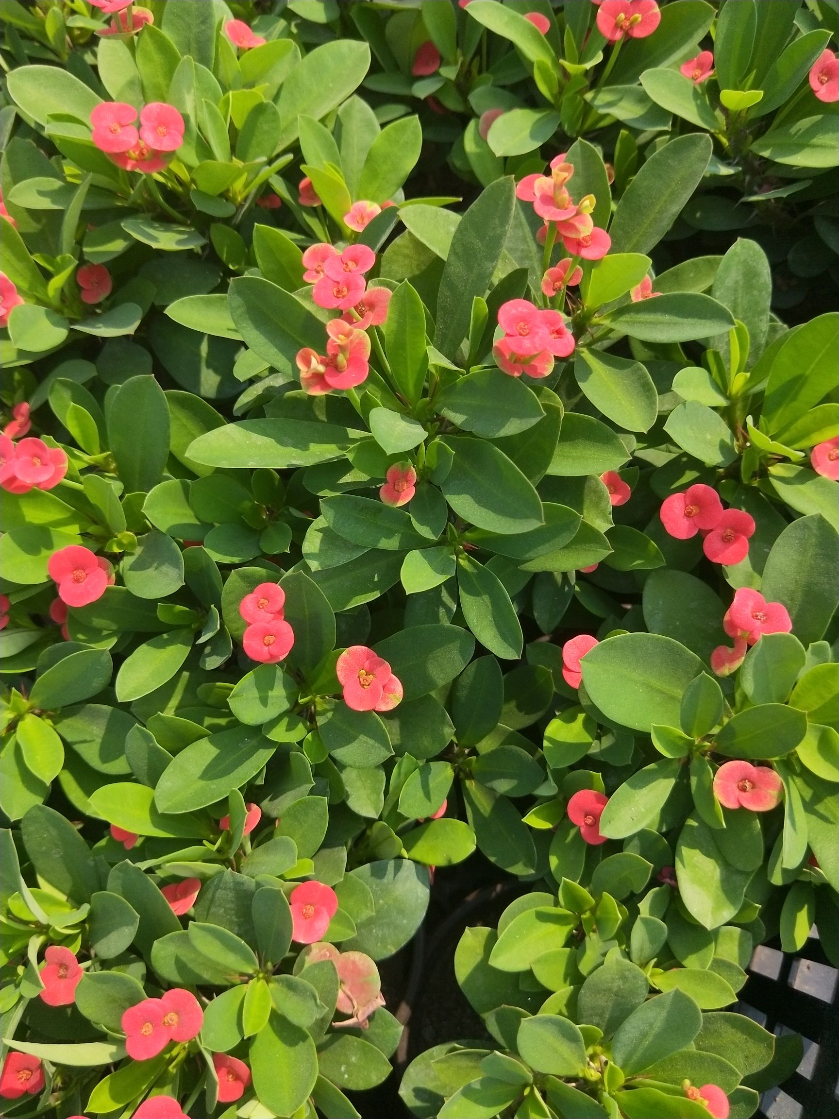 多肉虎刺梅 铁海棠 虎刺梅 虎刺 麒麟刺 盆栽 观花植物 花卉盆景