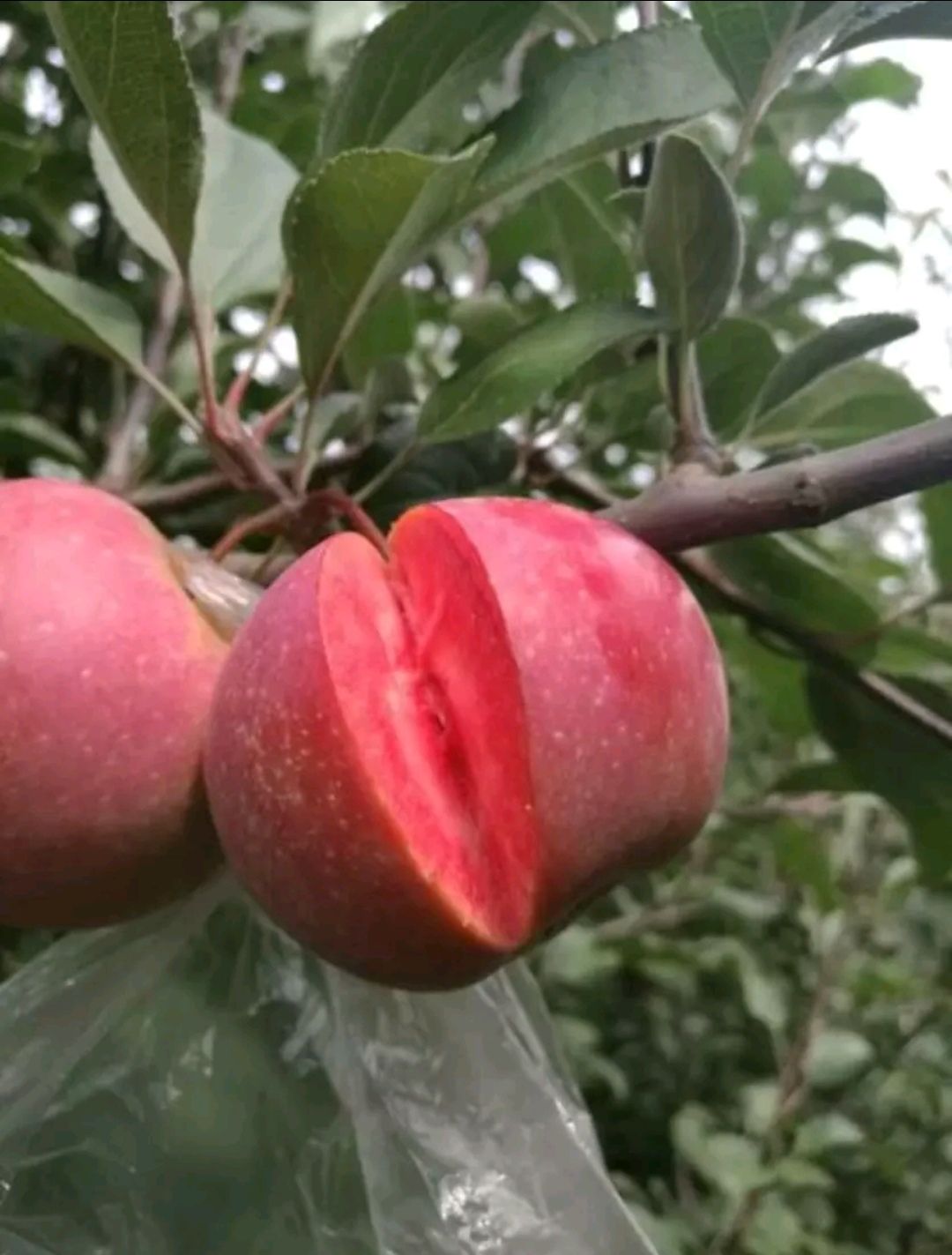 维纳斯黄金苹果苗 黄金维纳斯苹果苗